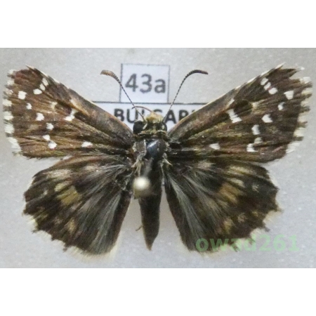 Pyrgus alveus Hübner, 1803 Bulgaria43a